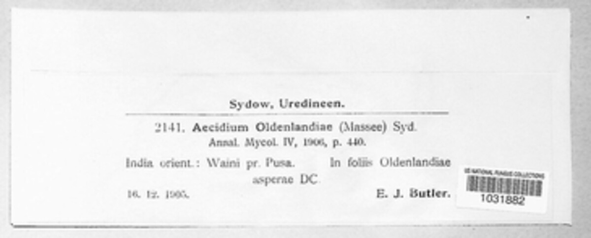 Aecidium wildemanianum image